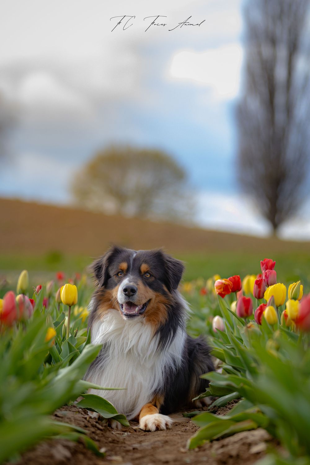 chien / berger australien / tulipes / printemps / Alsace