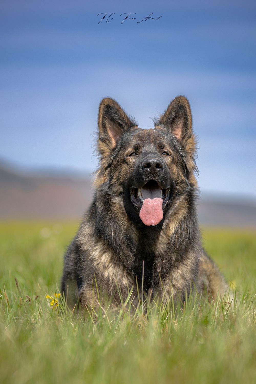 Chien / Nature / Alsace / Berger allemand