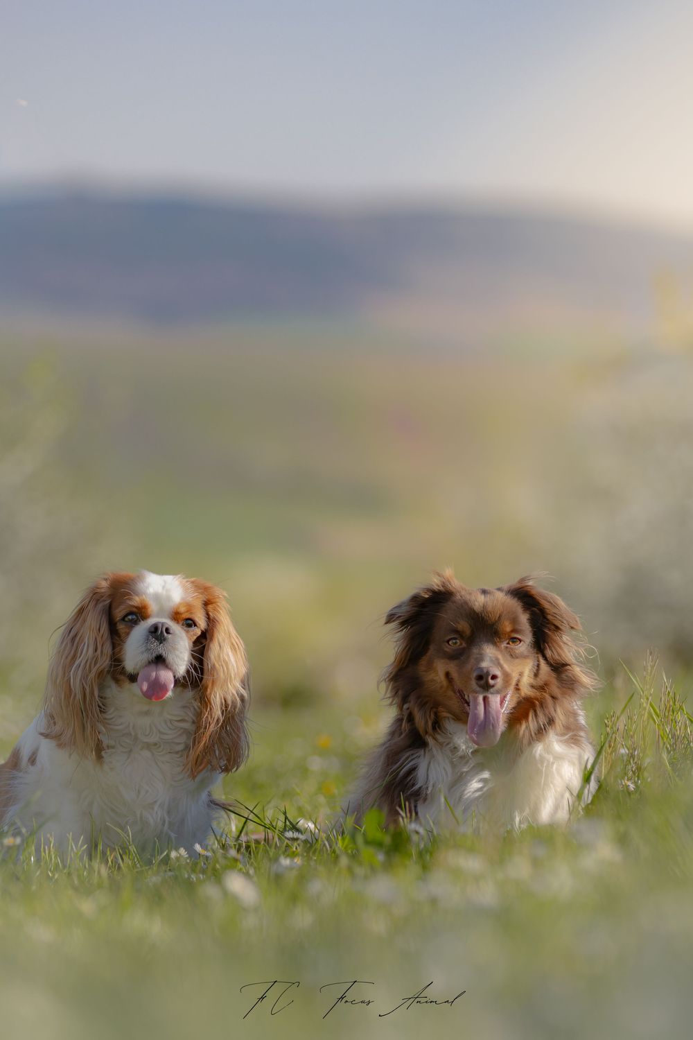 chien / berger australien miniature / vergers / printemps / alsace