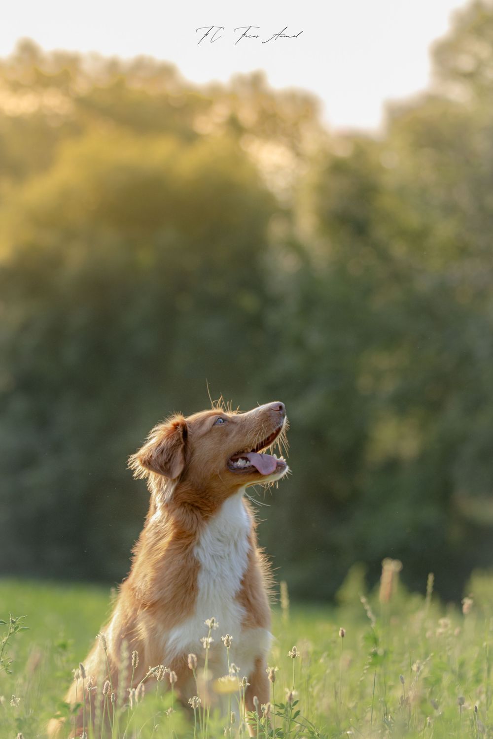 chien / soleil / nature / Alsace