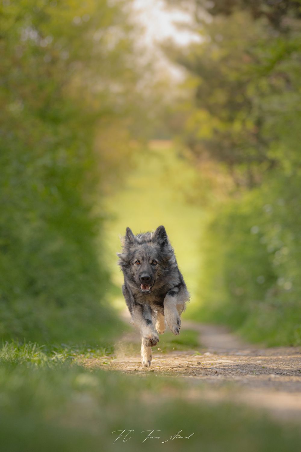 Chien / nature / Alsace / arbres