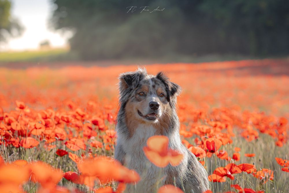 chien / berger australien / nature / coquelicots / fleurs / printemps / Alsace