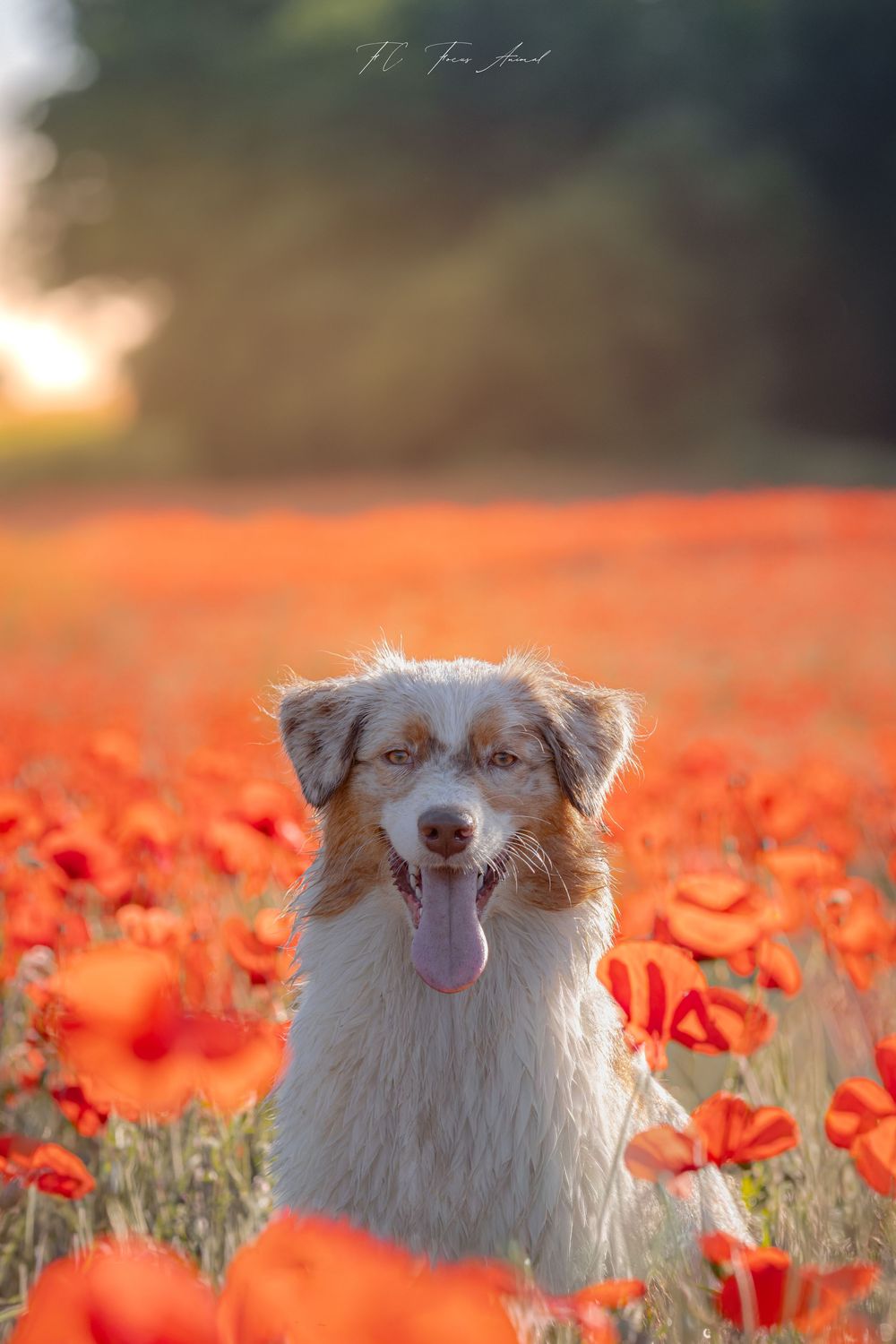 Chien / berger australien / coquelicots / fleurs / printemps