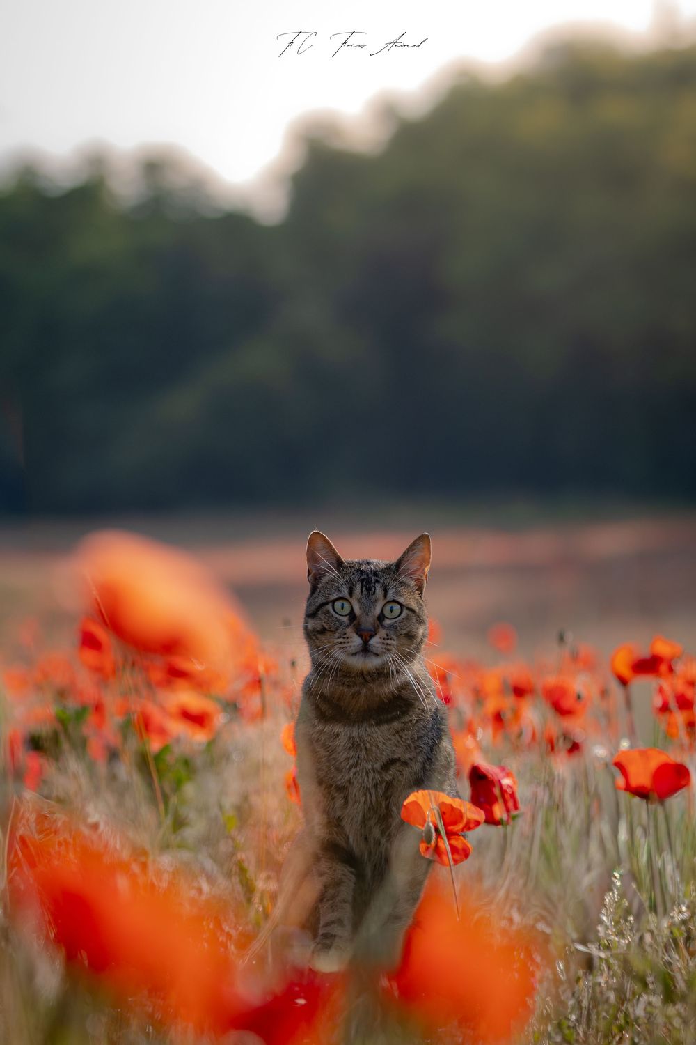 Chat / nature / coquelicots / fleurs / rouge / Alsace