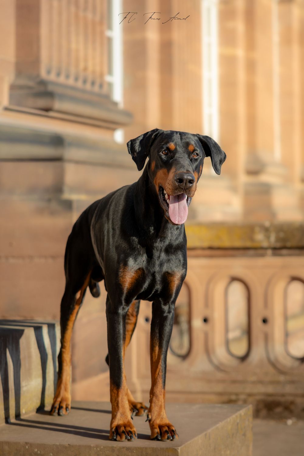 Chien / Urbain / Château / Saverne / Alsace / Dobermann