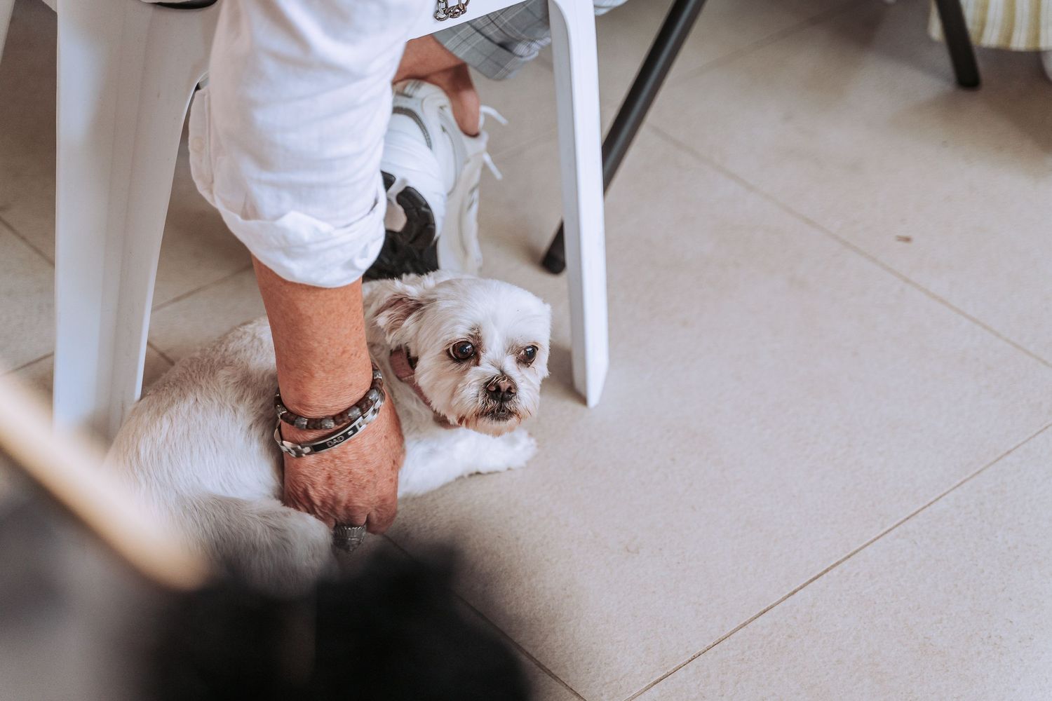 Small white dog sitting under chair during wedding reception.