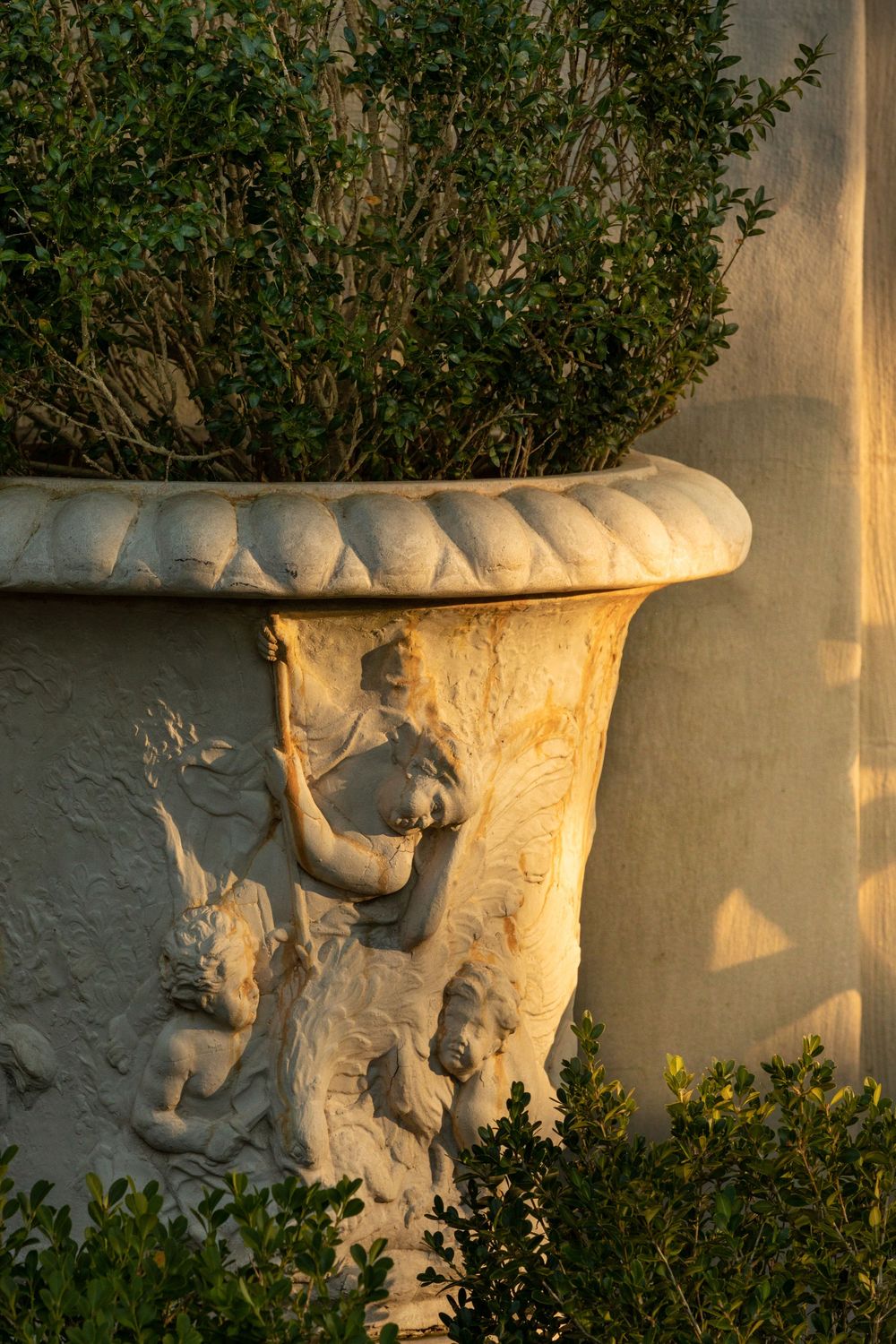 A large planter holding an evergreen shrub  carvings of angelic people being caressed by golden sunset light