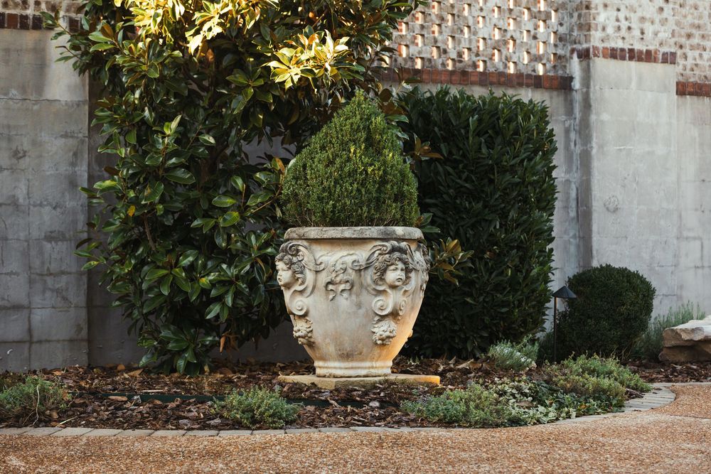 A large planter vase with cherub faces carved into it, holding a pointed evergreen shrub surrounded by greenery