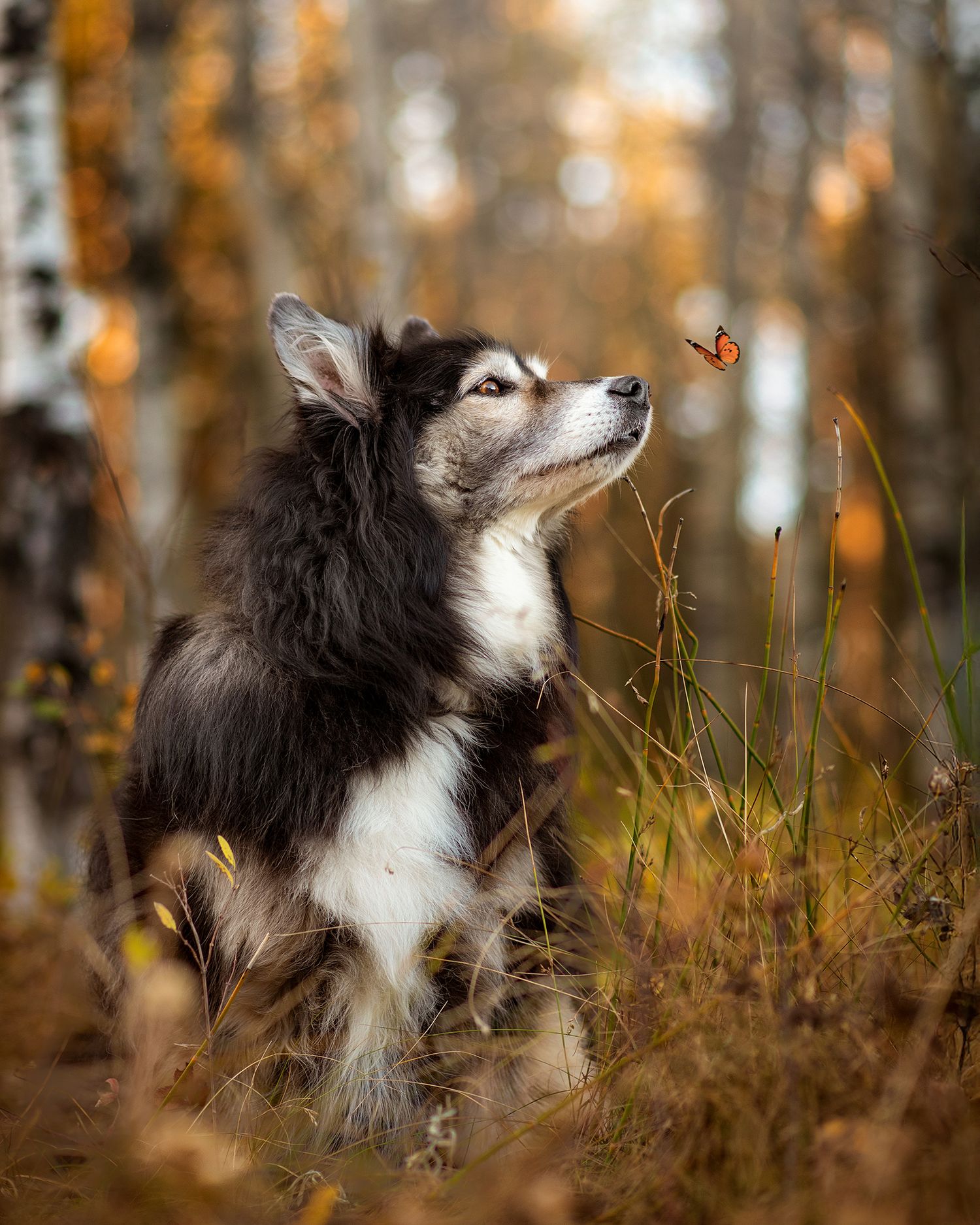 Playful pup sniffing a butterfly in the colorful fall foliage captured by Tripdog Photography