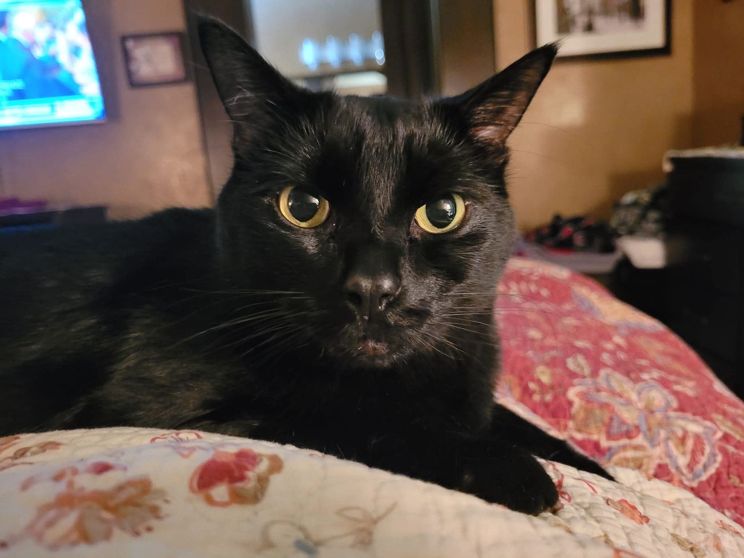 Close-up portrait of a black cat with bright yellow-green eyes resting on a floral patterned surface indoors.