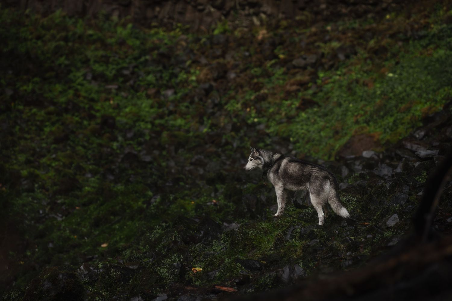 Husky in the deep greens