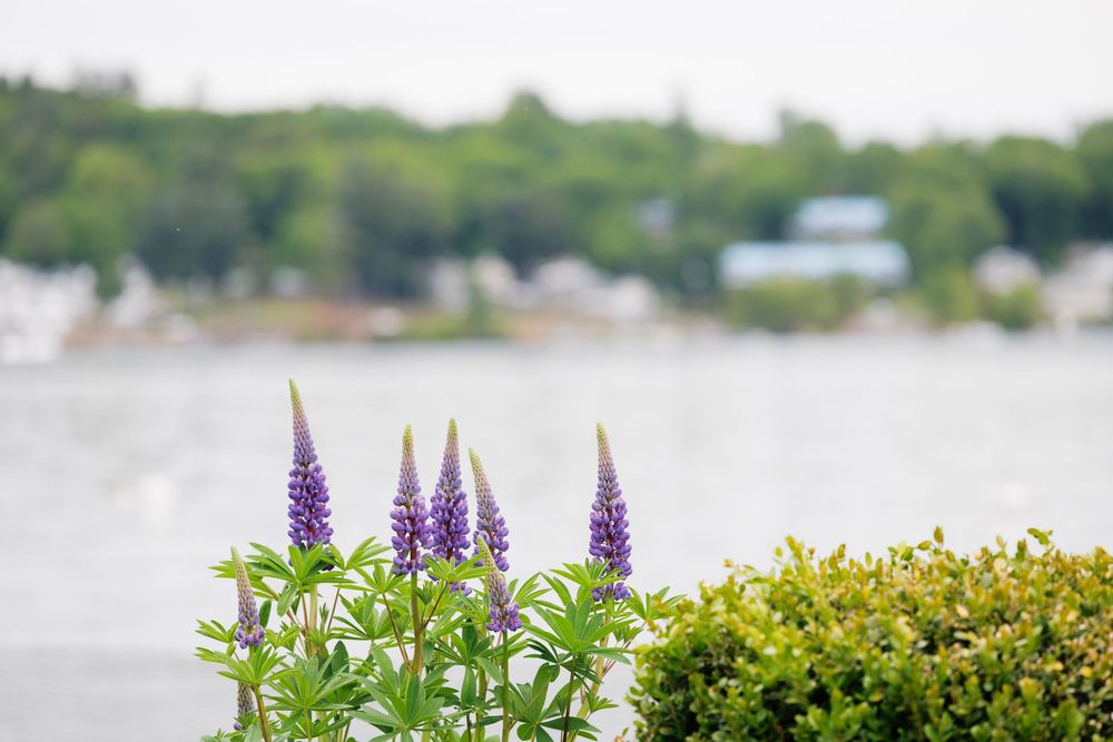 Purple lupine flowers bloom in the foreground with a serene lake and lush green trees in the soft background.