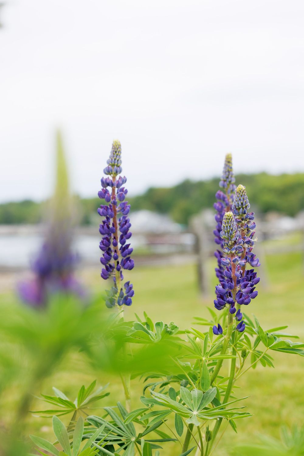 Purple lupine flowers blooming in a green field with a blurred background of water and buildings.