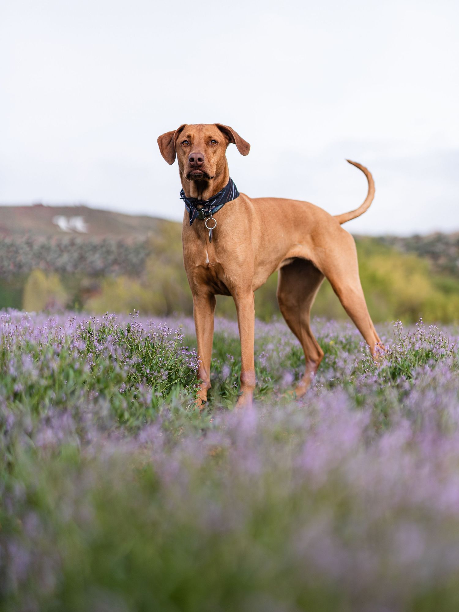 A regal Rhodesian Ridgeback dog stands tall in a field of purple wildflowers, wearing a dark collar.