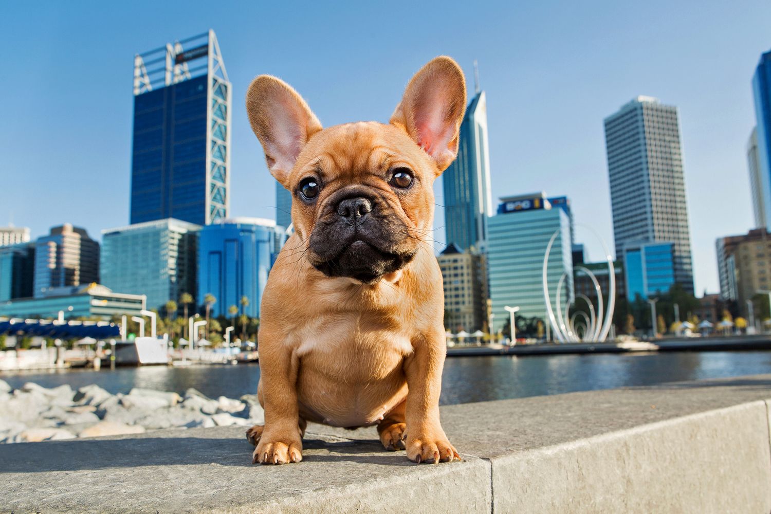 French Bulldog puppy having a relaxed photoshoot at Elizabeth Quay