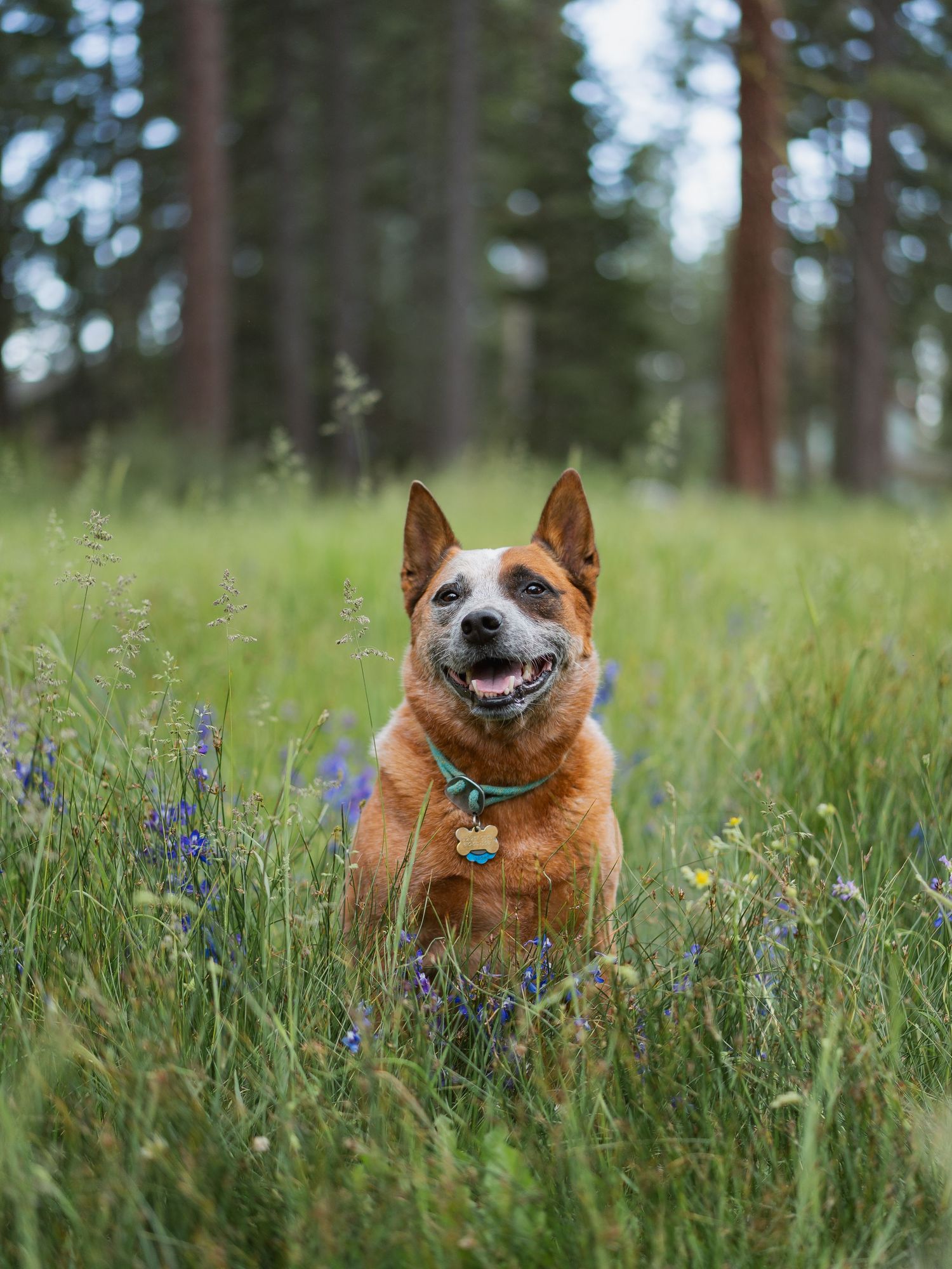 A happy Australian Cattle Dog sits in a wildflower meadow surrounded by tall grass and pine trees.