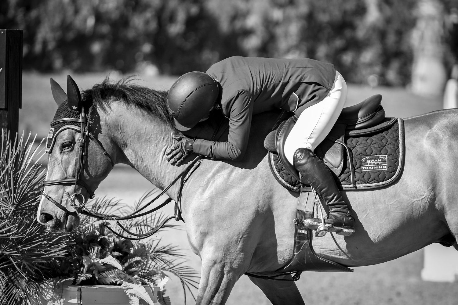 Equestrian rider on chestnut horse jumping over green fence obstacle in outdoor show jumping competition.
