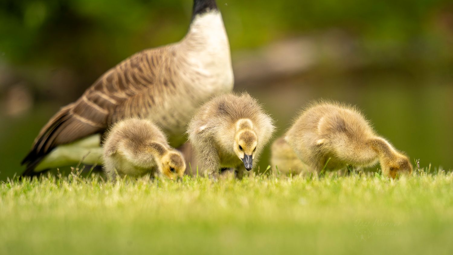 Adult Canada goose with fluffy goslings foraging on lush green grass in soft natural light.