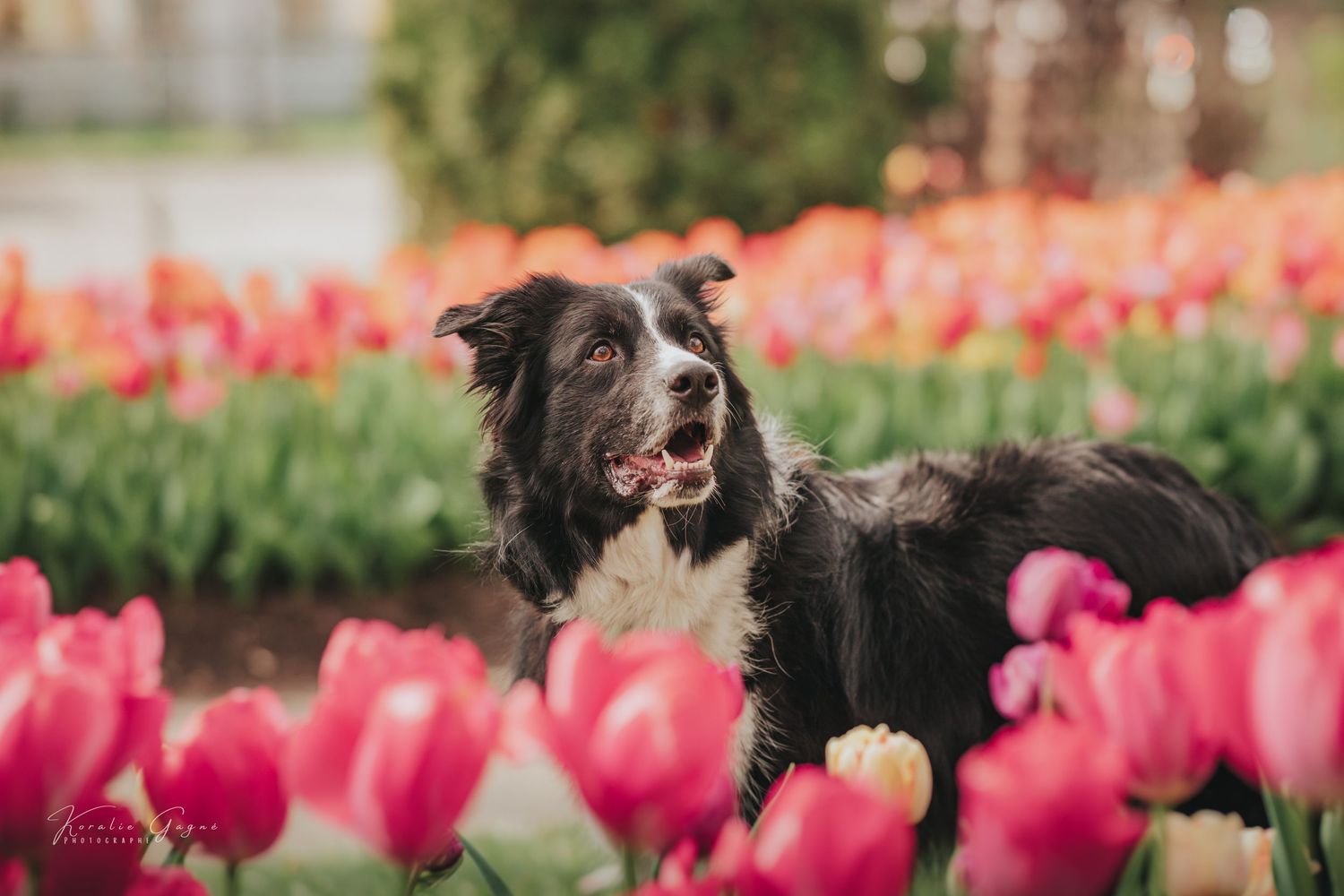 Black and white Border Collie dog sitting among vibrant pink and red tulips in a colorful spring garden.