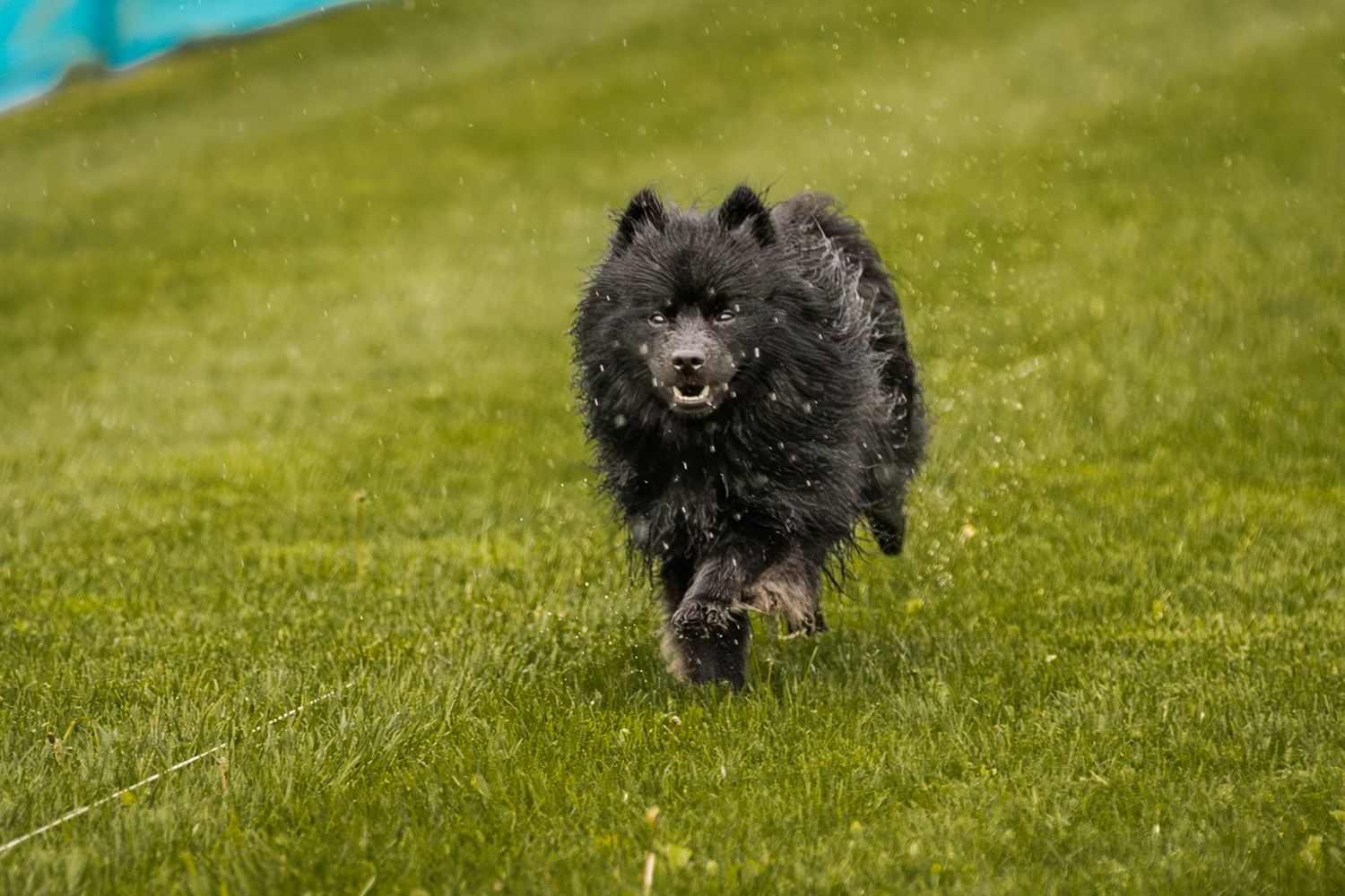 A black and white Border Collie runs energetically across green grass, captured mid-stride with water droplets flying.