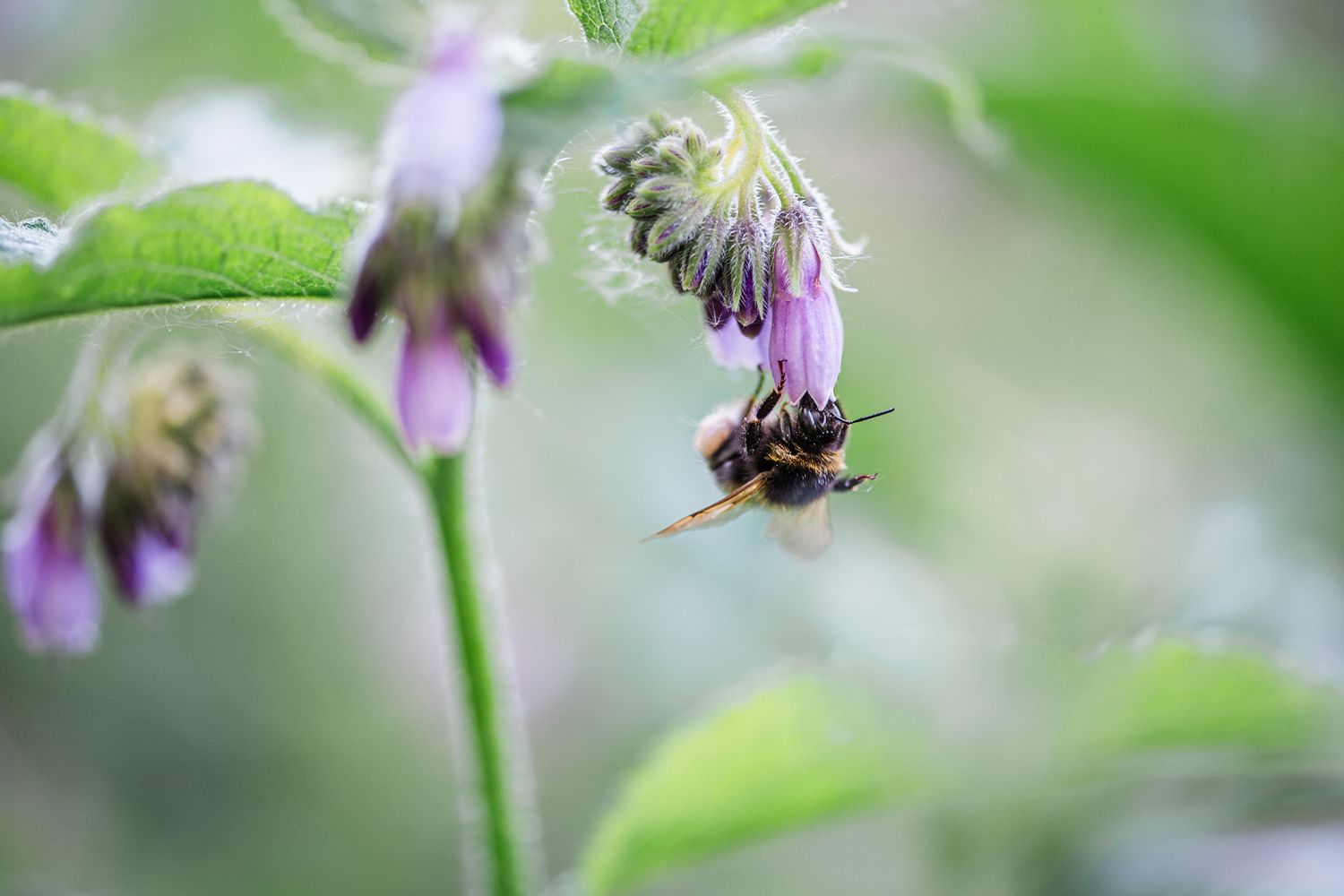 A bumblebee collecting nectar from a purple comfrey flower in a lush green garden setting.
