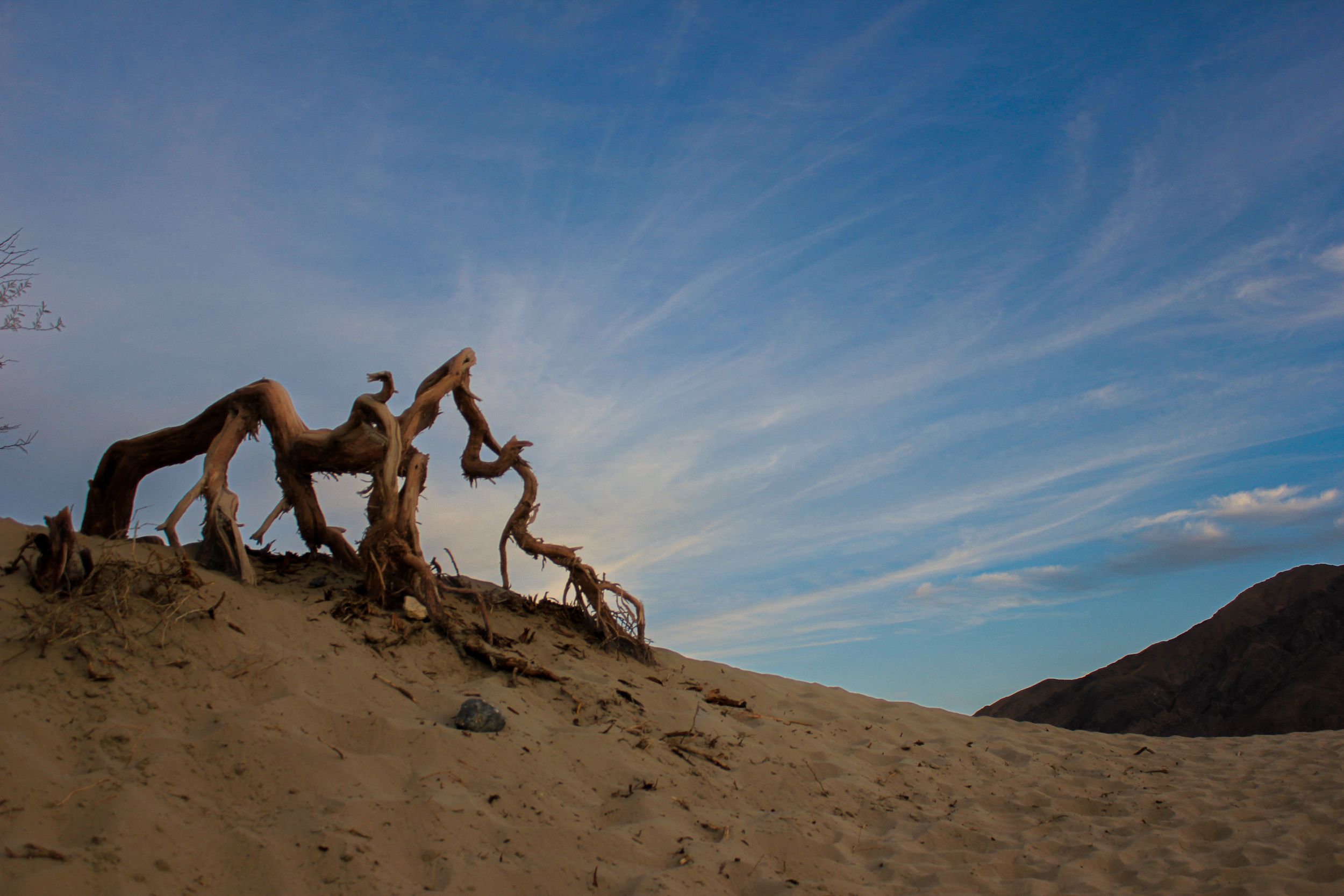 A dead withering tree at Mesquite Flat Sand Dunes in Death Valley National Park with a sunset background with clouds streaking the sky.