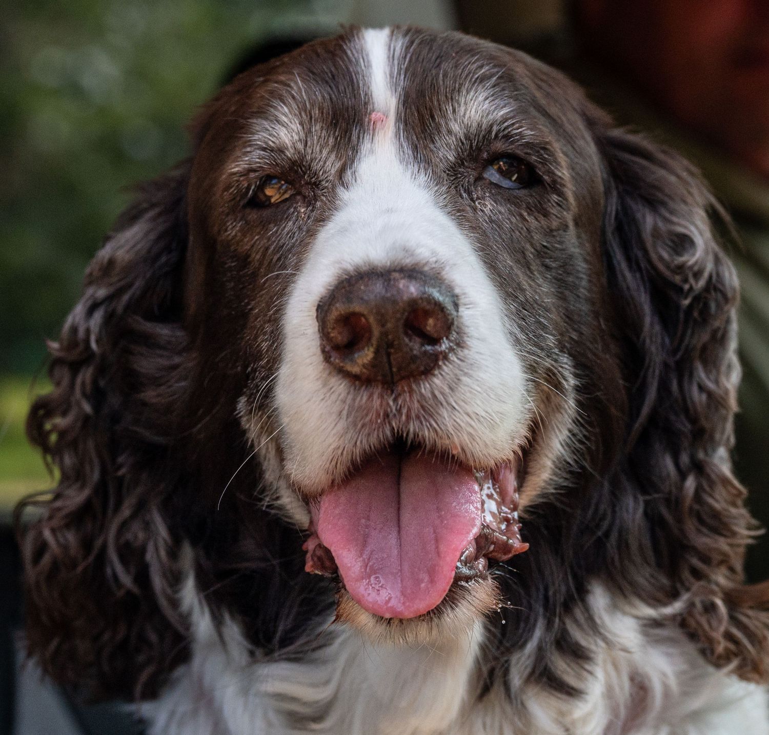 Close-up portrait of a brown and white Spaniel dog with expressive eyes.