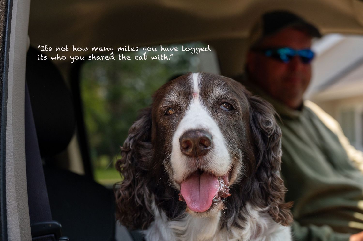 A brown and white Springer Spaniel with long floppy ears looks at the camera with its tongue out.