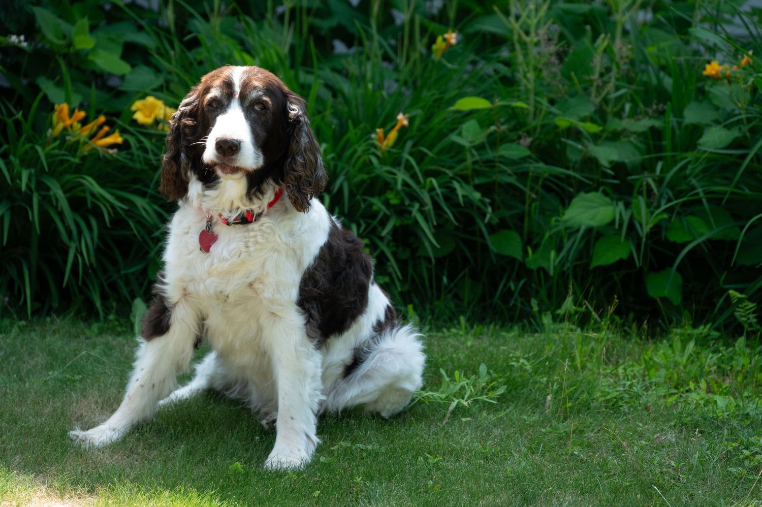 A Springer Spaniel dog rests in a lush green garden with yellow flowers.