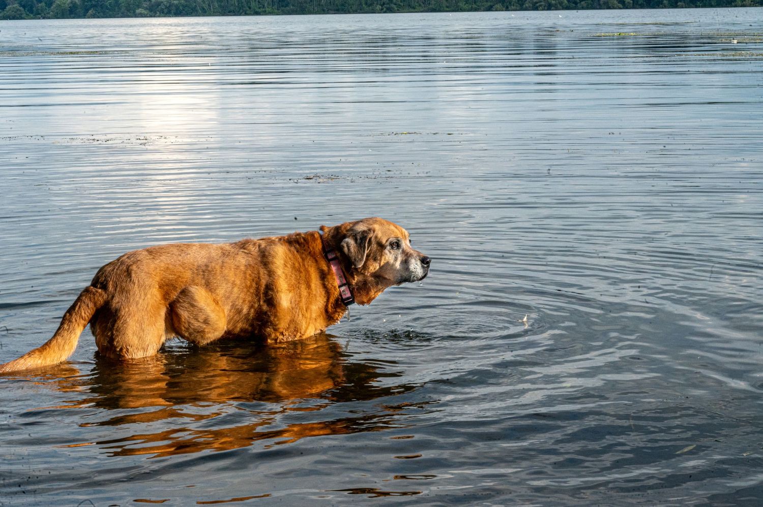 A golden retriever dog swims through calm lake water at sunset.