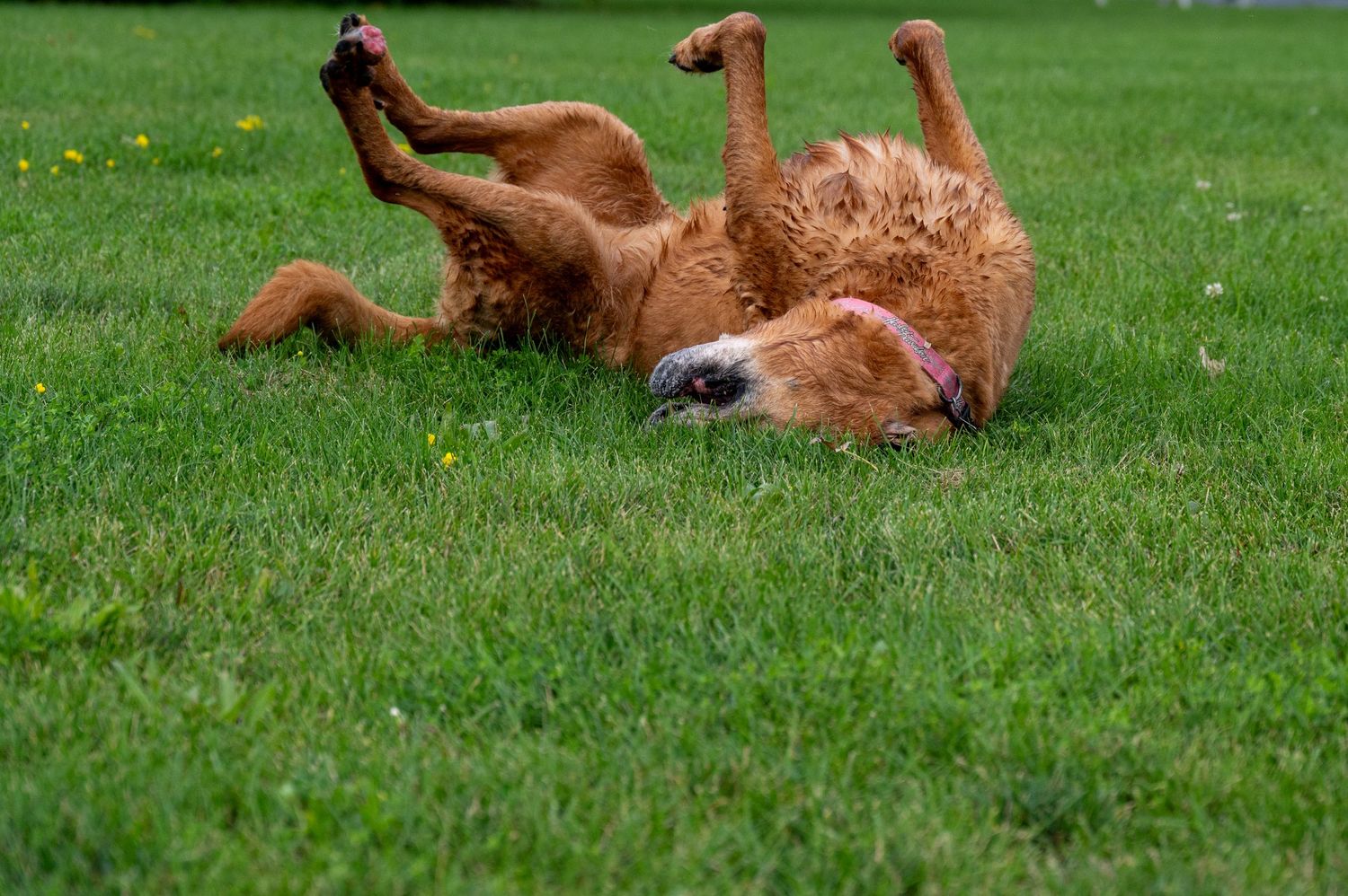 A golden retriever rolls playfully in green grass on a sunny day.