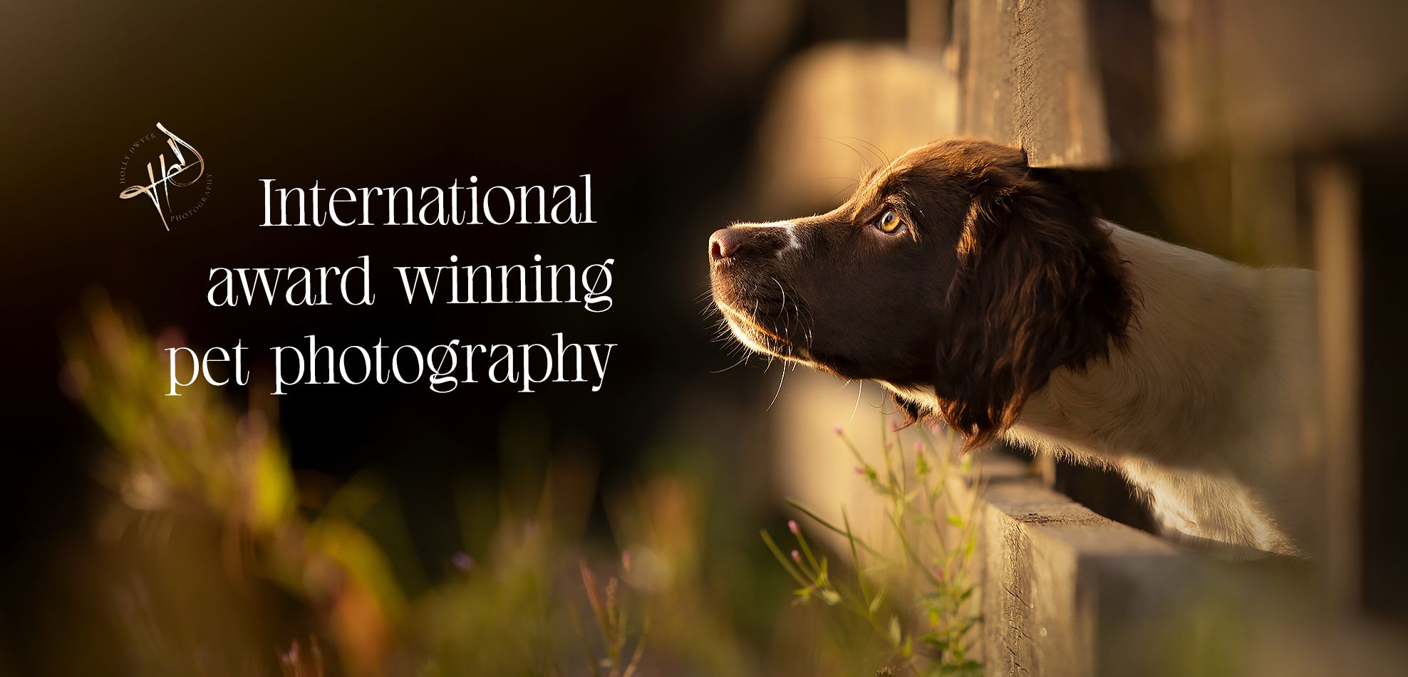 Pet Photography Bramhall Springer Puppy