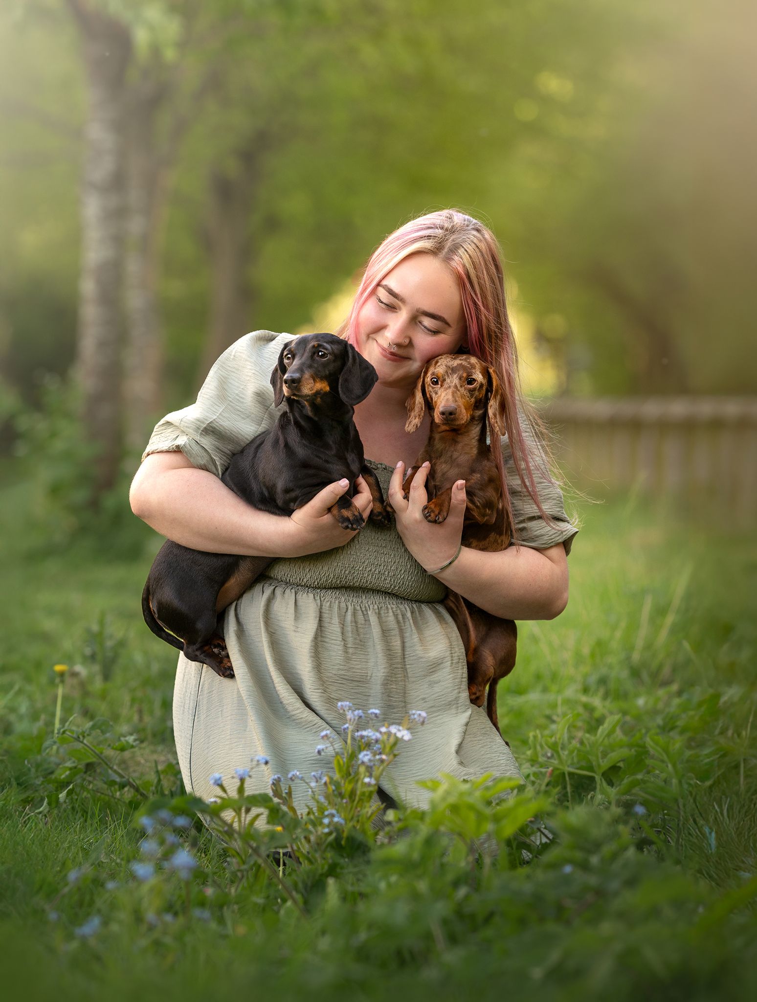 Dachshunds cuddle with girl springtime scene Northwich
