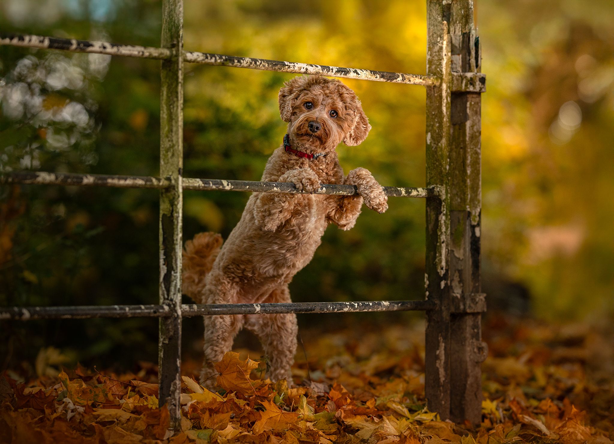 Cavapoo Stockport Dog photographer Manchester