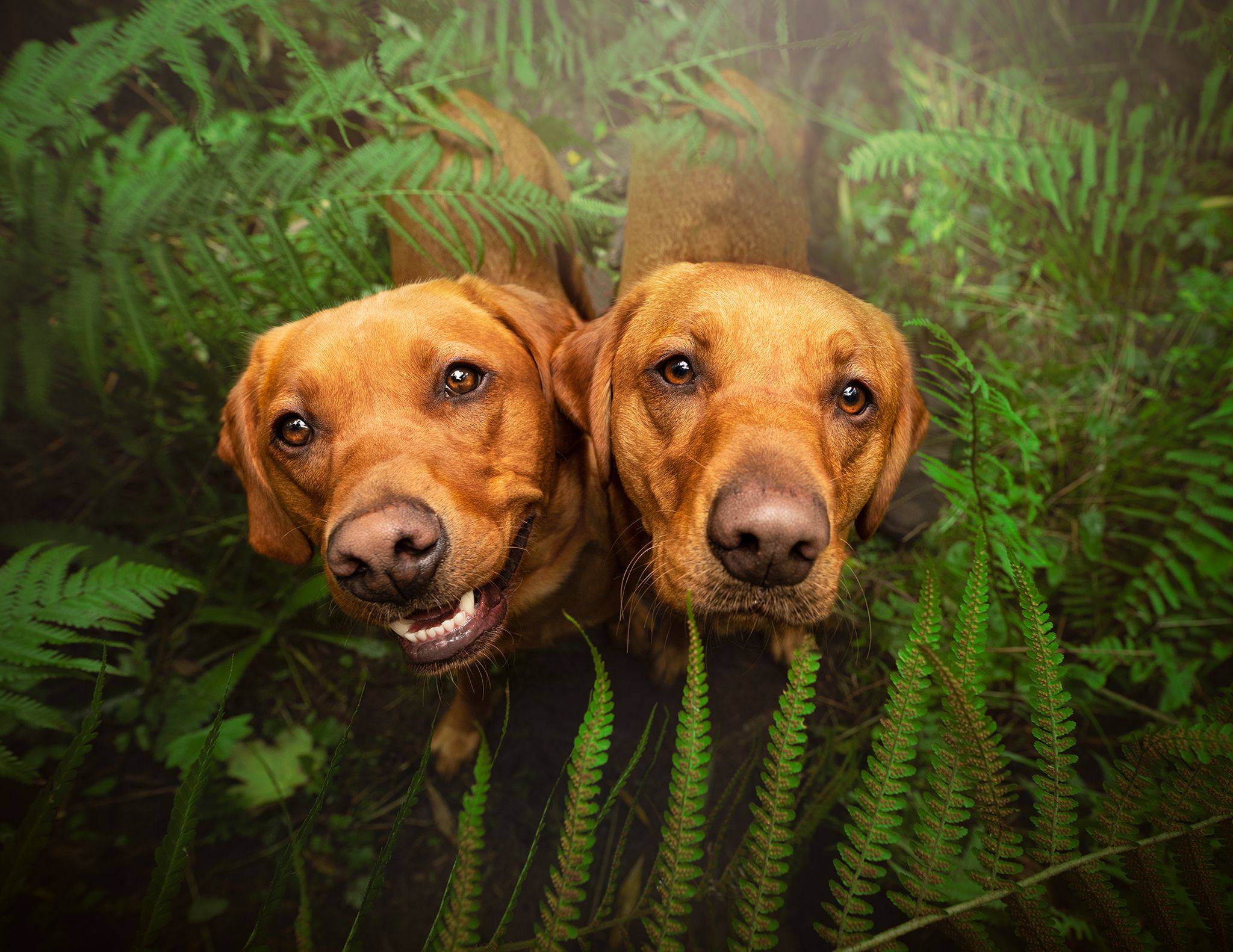 fox red lab cheshire photography