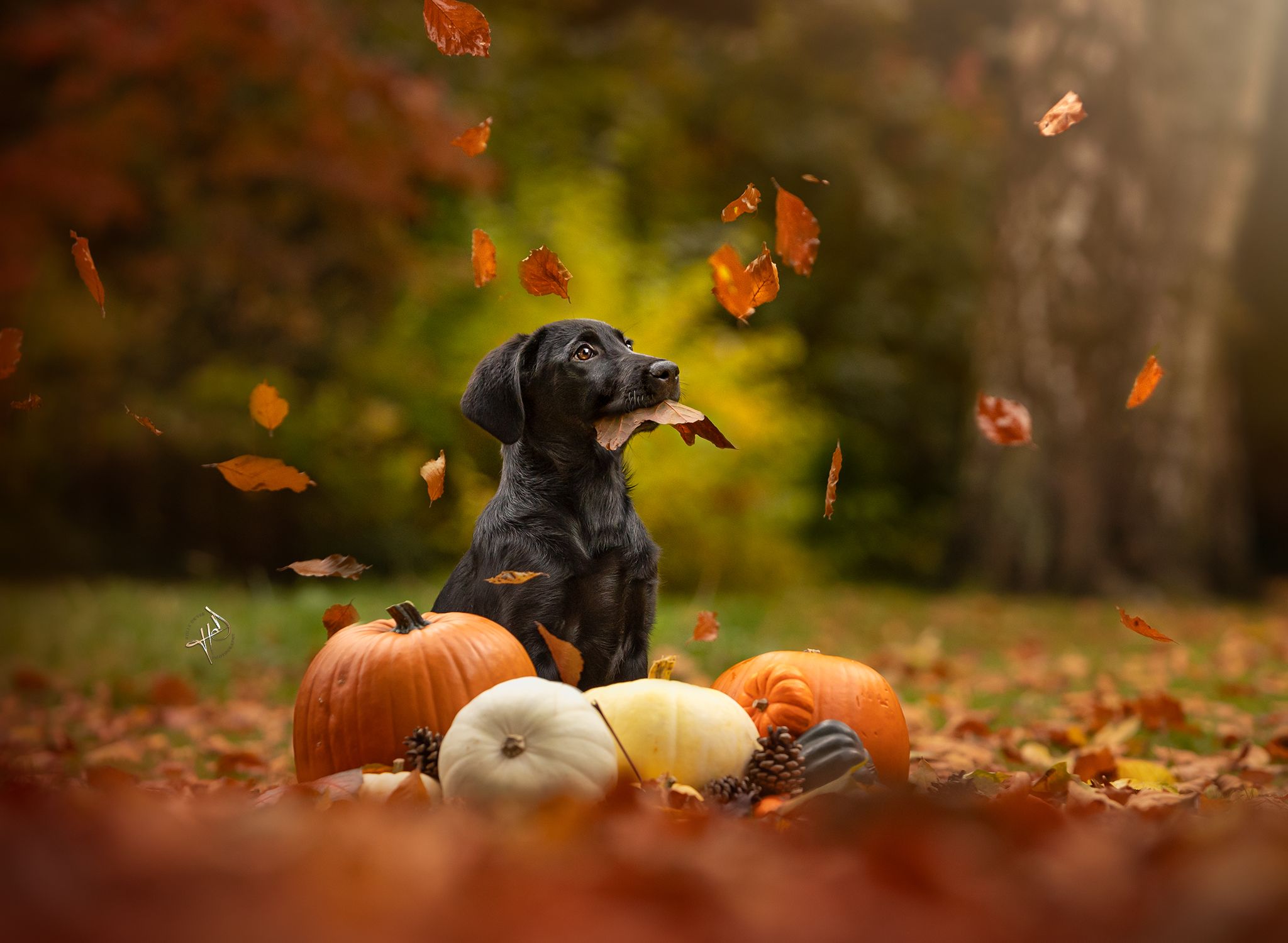 labrador puppy cheshire