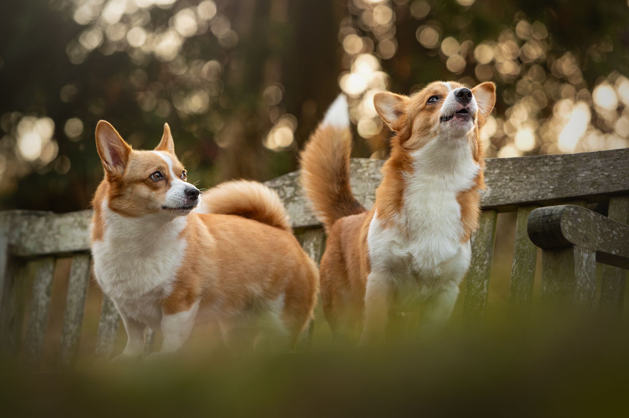 corgi dog photography crewe