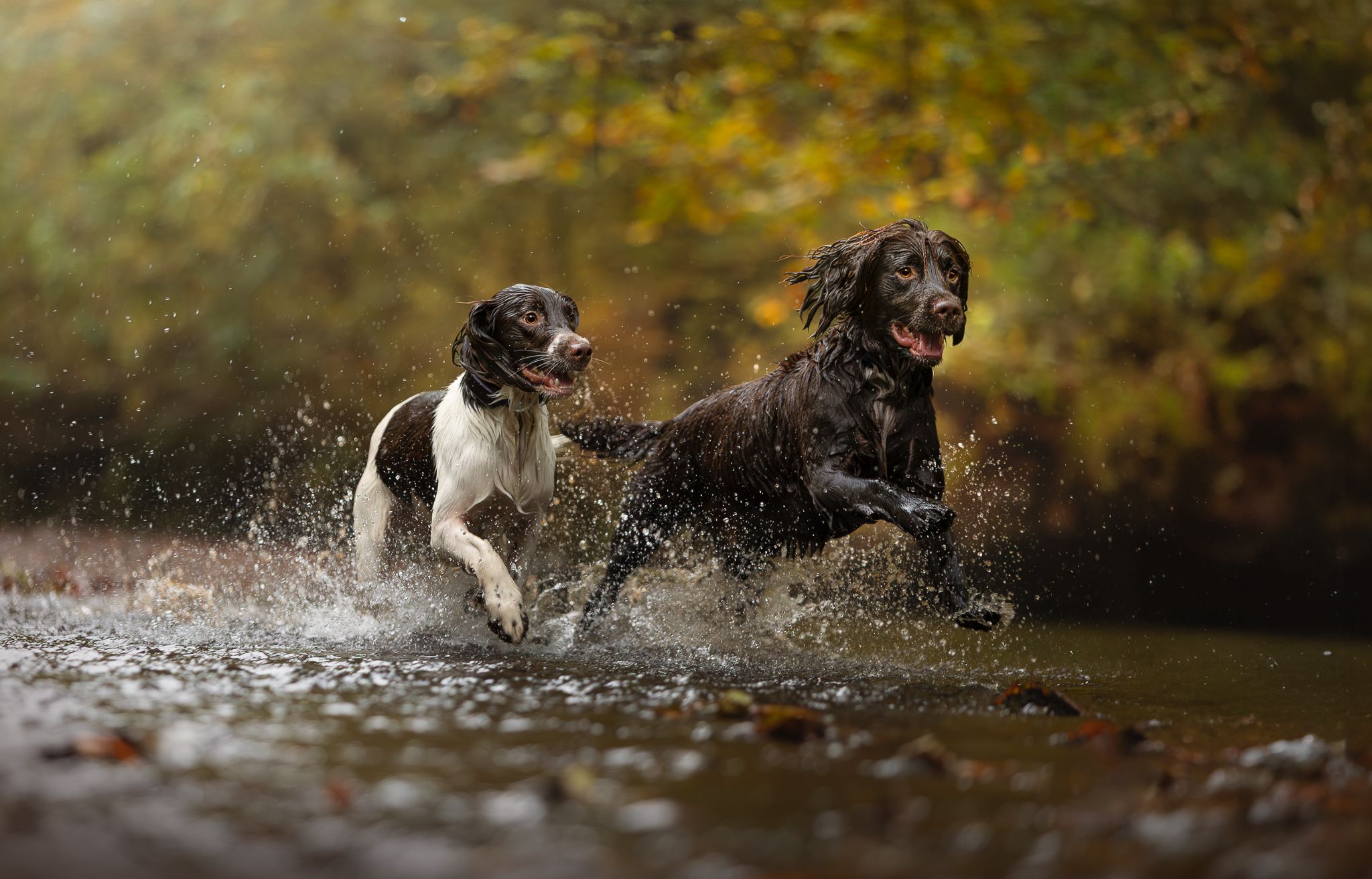 spaniels happy valley cheshire