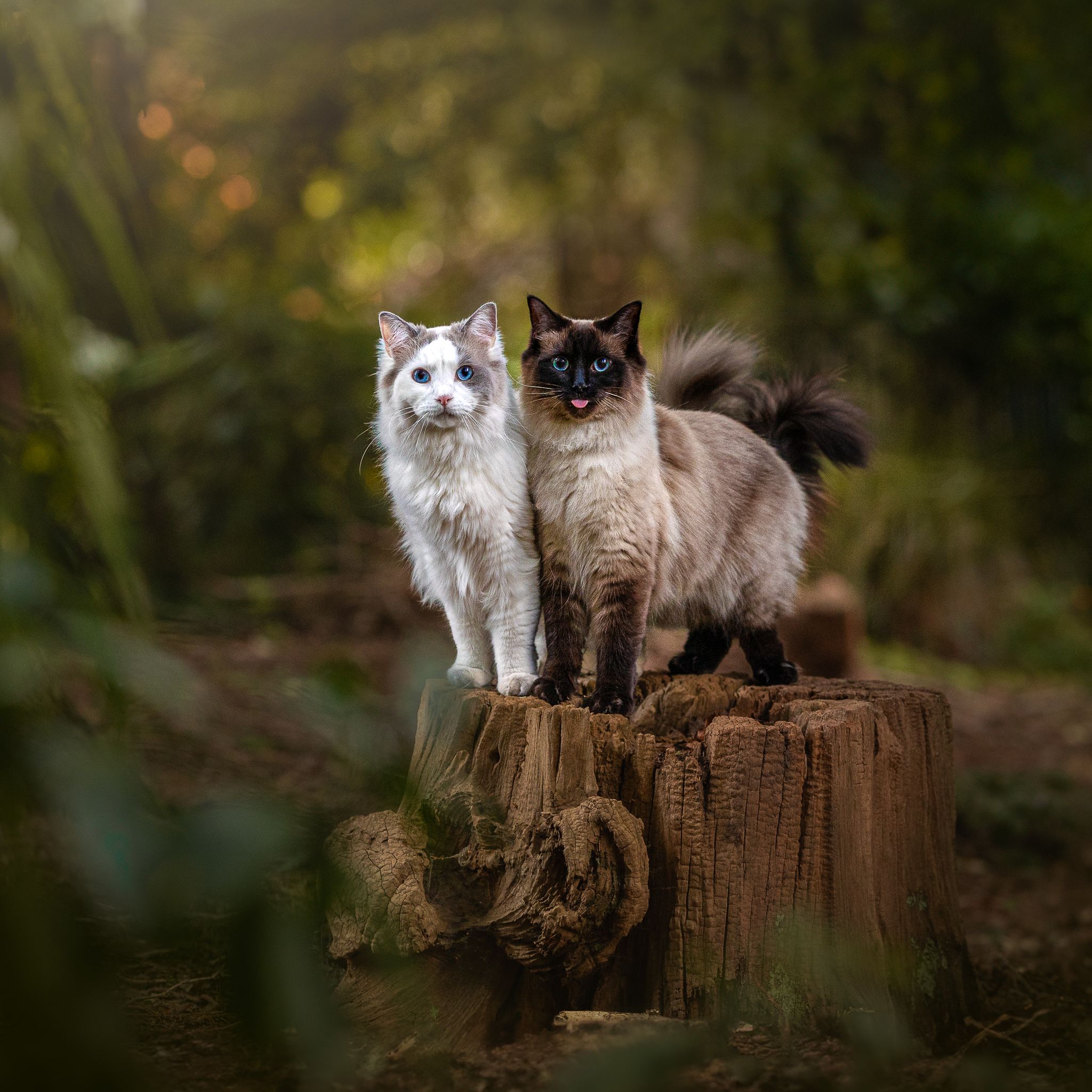ragdoll altrincham cat photography