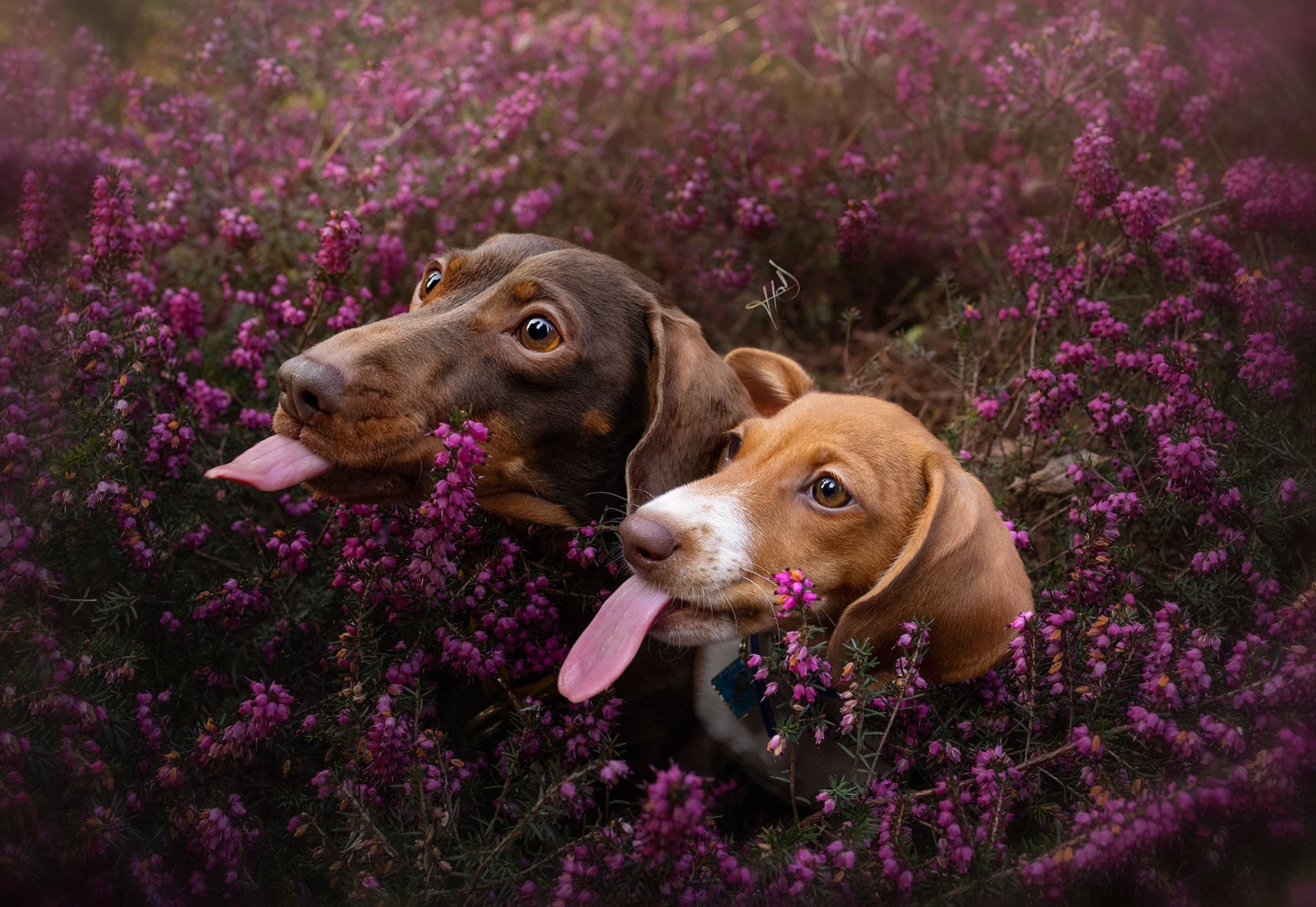 sausage dog pet photography dog photographer