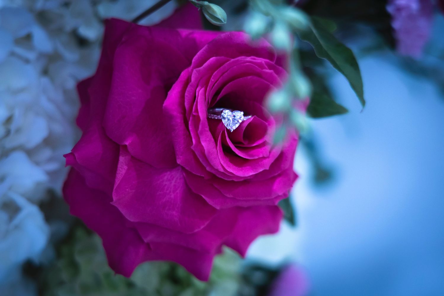 A vibrant magenta rose in full bloom against a blurred blue background.