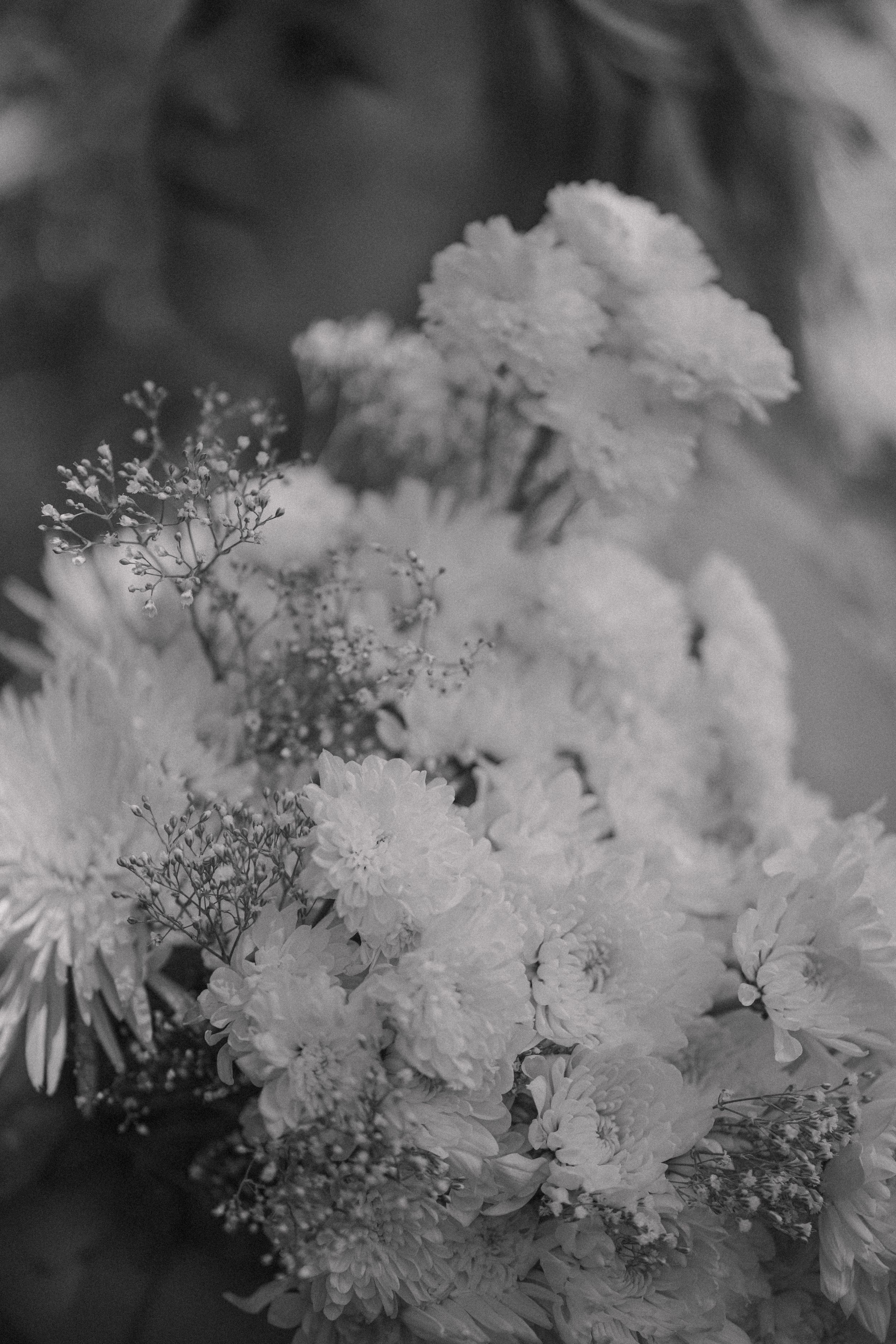 Close-up black and white photo of delicate white flowers with soft, dreamy bokeh effect.