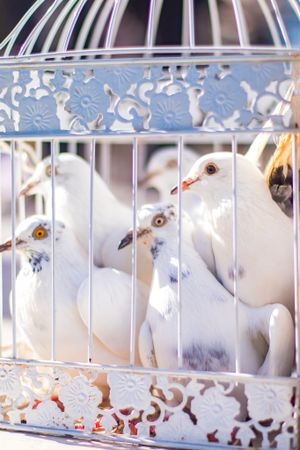 White doves sitting inside ornate decorative birdcage with intricate pattern details.