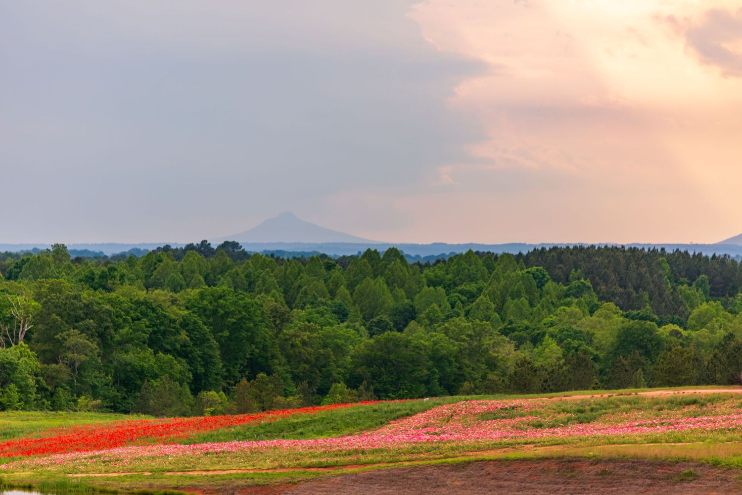 Scenic landscape with red and pink wildflowers against mountain backdrop at sunset.