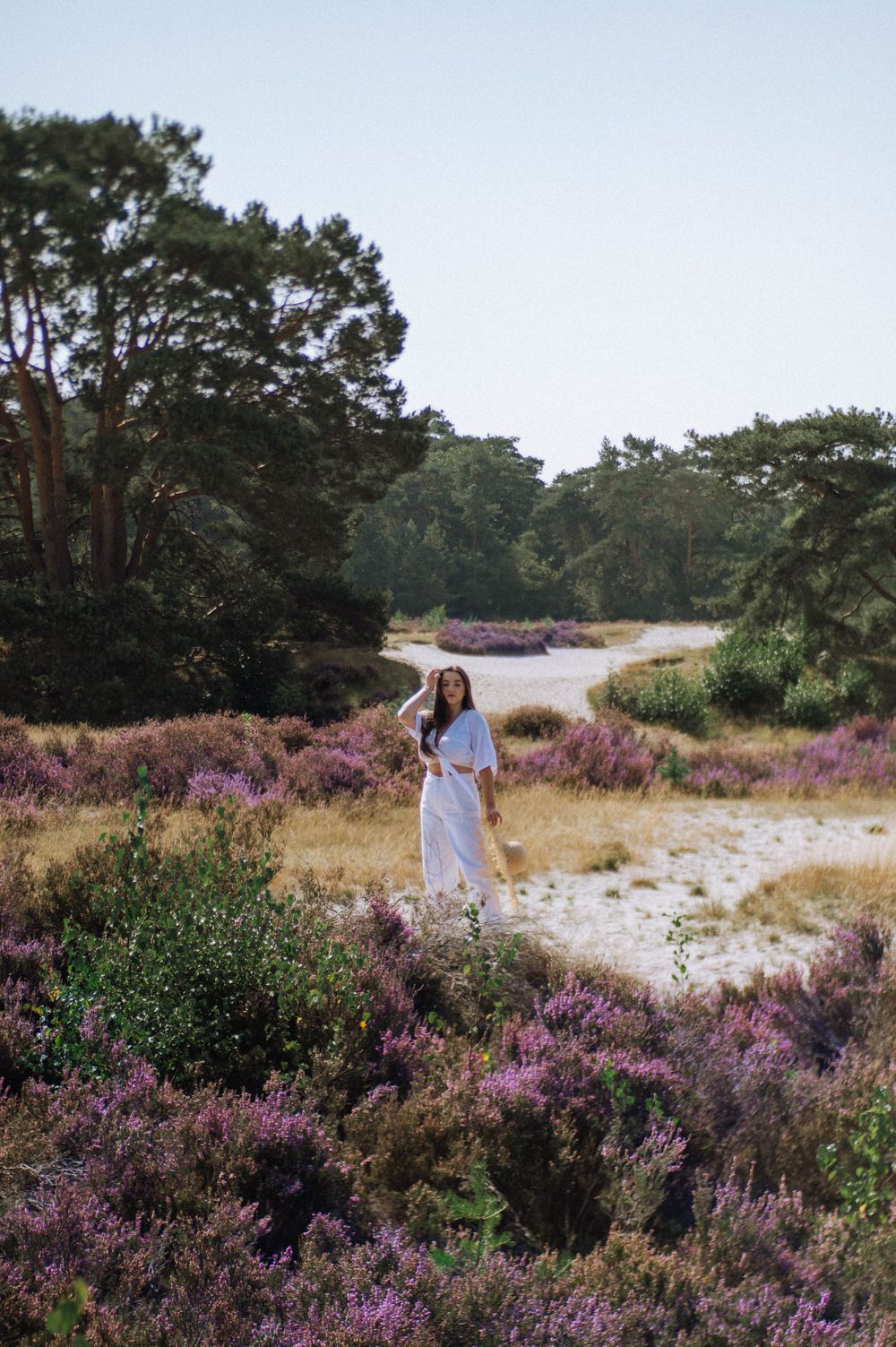 Purple heather blooms across a wild coastal landscape with pine trees in the background.