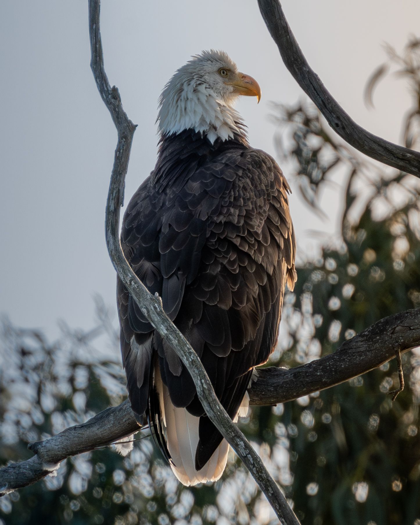 A majestic bald eagle perches on a tree branch during golden hour, its distinctive white head and dark feathers on display.