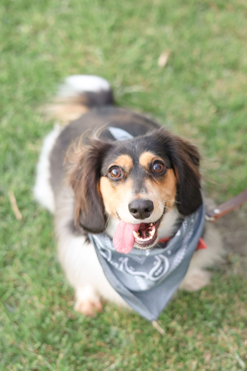 Happy tricolor dachshund wearing a gray bandana smiles at camera while standing on grass.