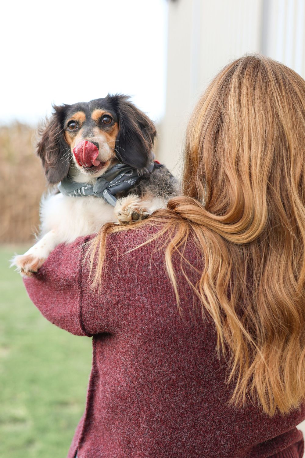 Small black and brown dachshund with its tongue out being held in burgundy sweater-clad arms outdoors.
