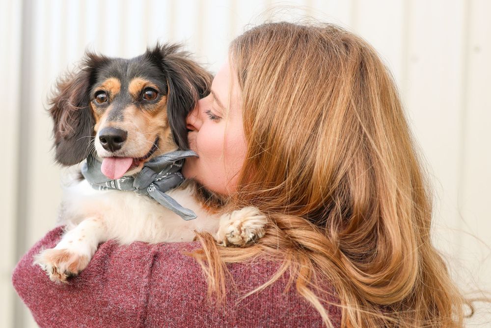 A small mixed breed dog with long ears receives an affectionate kiss while sitting on someone's maroon sweater.