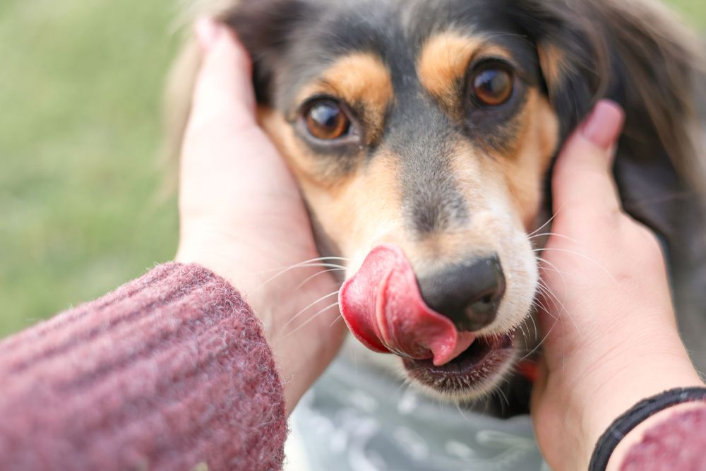 A small dog with a licking tongue being held by hands in a burgundy sweater, closeup photo outdoors.